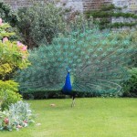 peacock Marlay